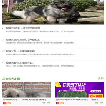 狗扑高加索犬网